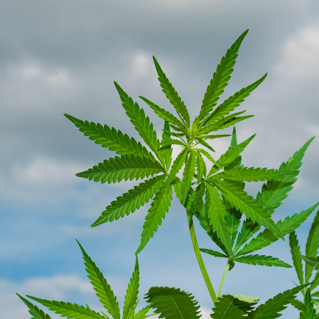 Résultat net et global de la SQDC en hausse Résultat net et global de la SQDC en hausse