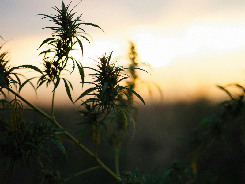 7 years of legalization 7 years of legalization