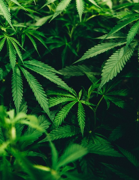 Flavoalkaloids discovered in cannabis leaves Flavoalkaloids discovered in cannabis leaves