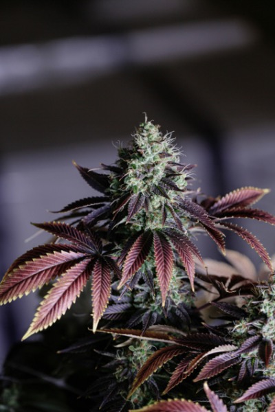 Cannabis : le paradoxe québécois Cannabis : le paradoxe québécois