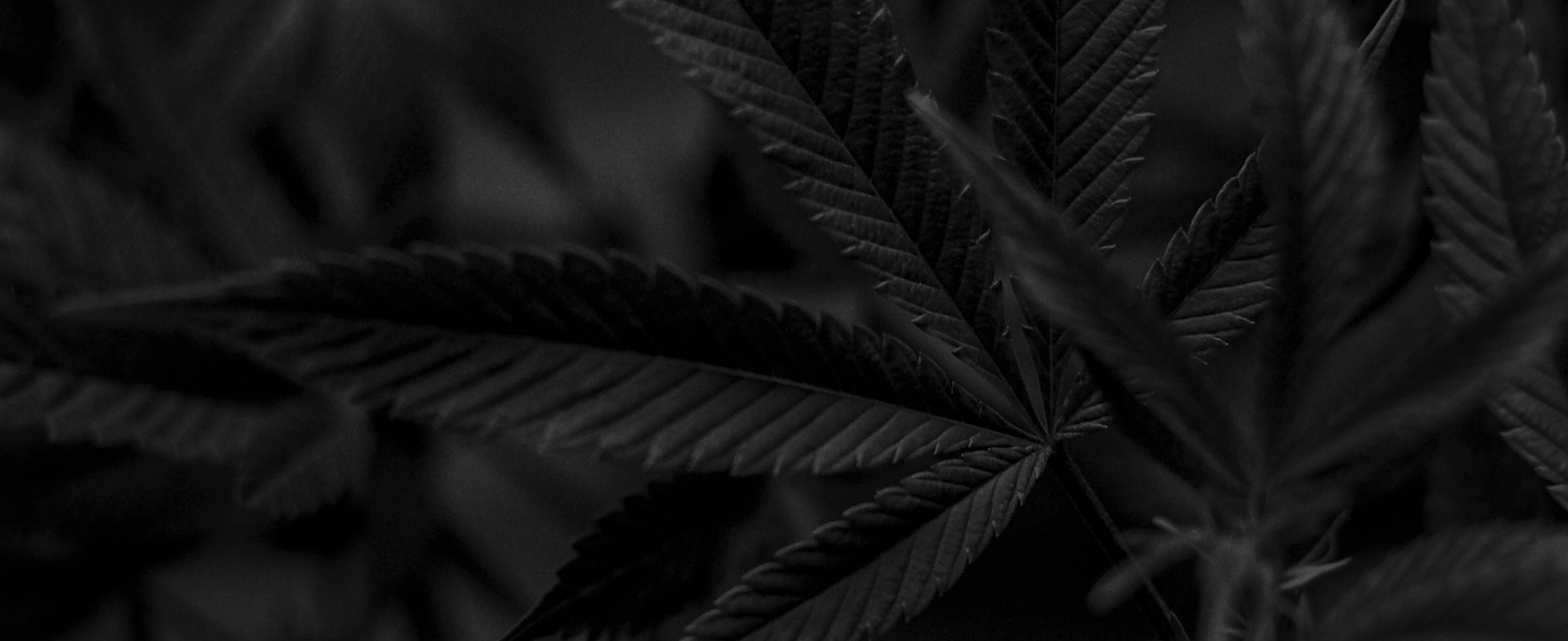 Association Québécoise de l'Industrie du Cannabis Association Québécoise de l'Industrie du Cannabis