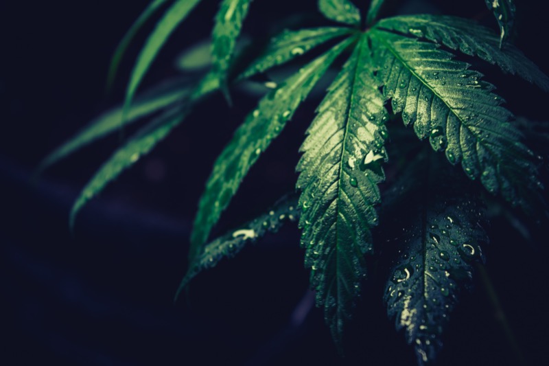 L’agriculture régénératrice: une solution écologique pour les producteurs de cannabis