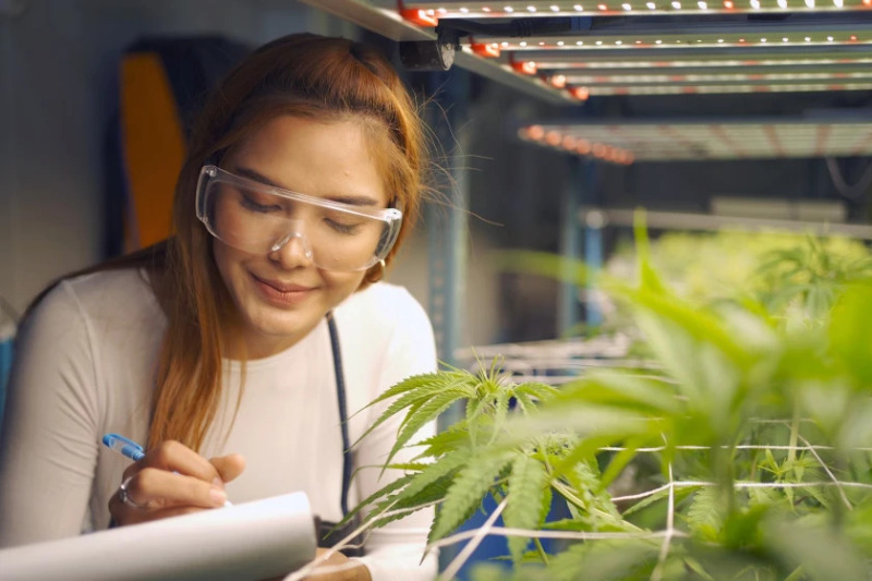 M State lance un programme pour préparer les étudiants aux carrières dans l'industrie du cannabis