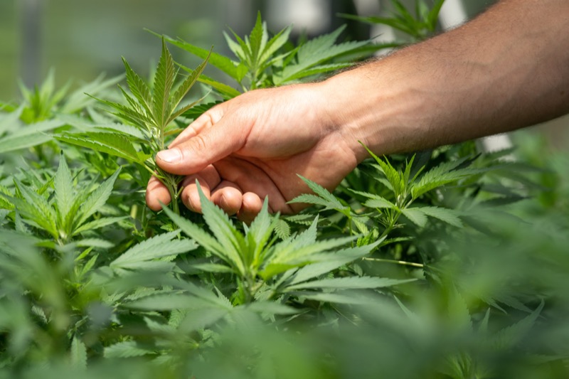 La Californie signe un allègement fiscal pour l’industrie du cannabis