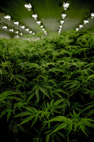 L’industrie du cannabis face aux pressions inflationnistes et la menace d’une récession