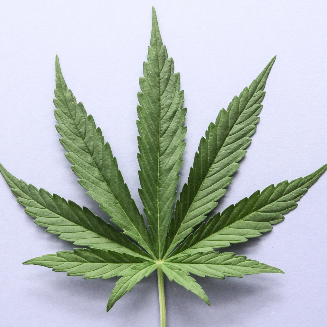 Reclassification du cannabis