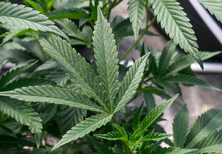 La commission de la NCAA recommande de retirer le cannabis de la liste des drogues interdites aux athlètes