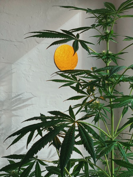Au-delà des clichés : les consommateurs de cannabis ne sont pas moins motivés que ceux qui n’en consomment pas