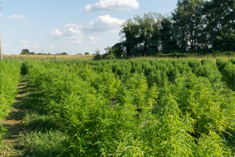 Creation of the Canadian Industrial Hemp Promotion-Research Agency