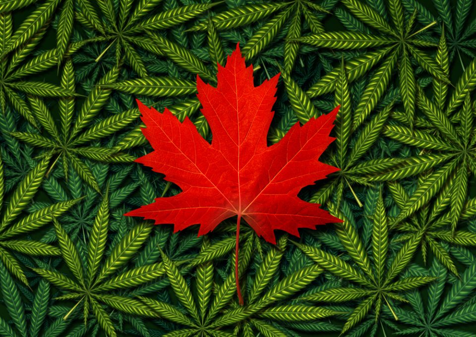 Canadian Cannabis Sales Growth Sputters