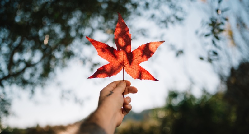 Cannabis contributes $60 million to Health Canada