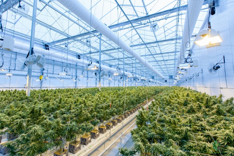 Augmentation importante des exportations de cannabis médical