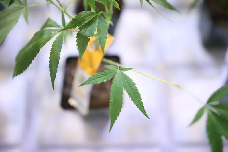 Aurora Cannabis repart à la recherche d’économies