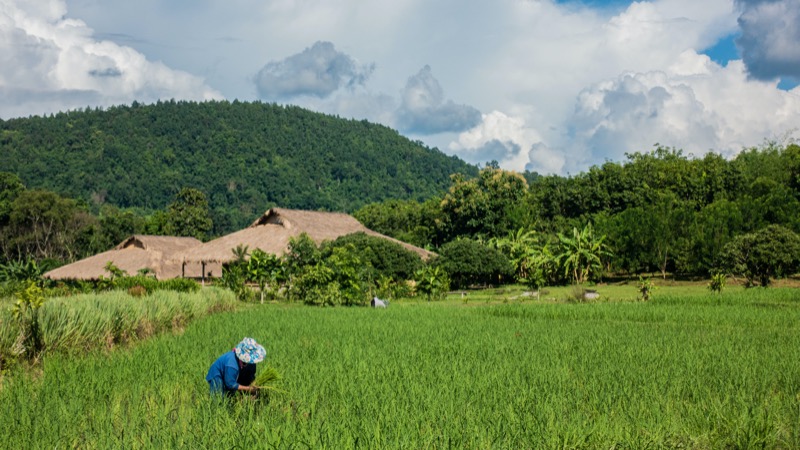 La Thailande veut devenir le leader dans la production d'aliments biologiques et du cannabis