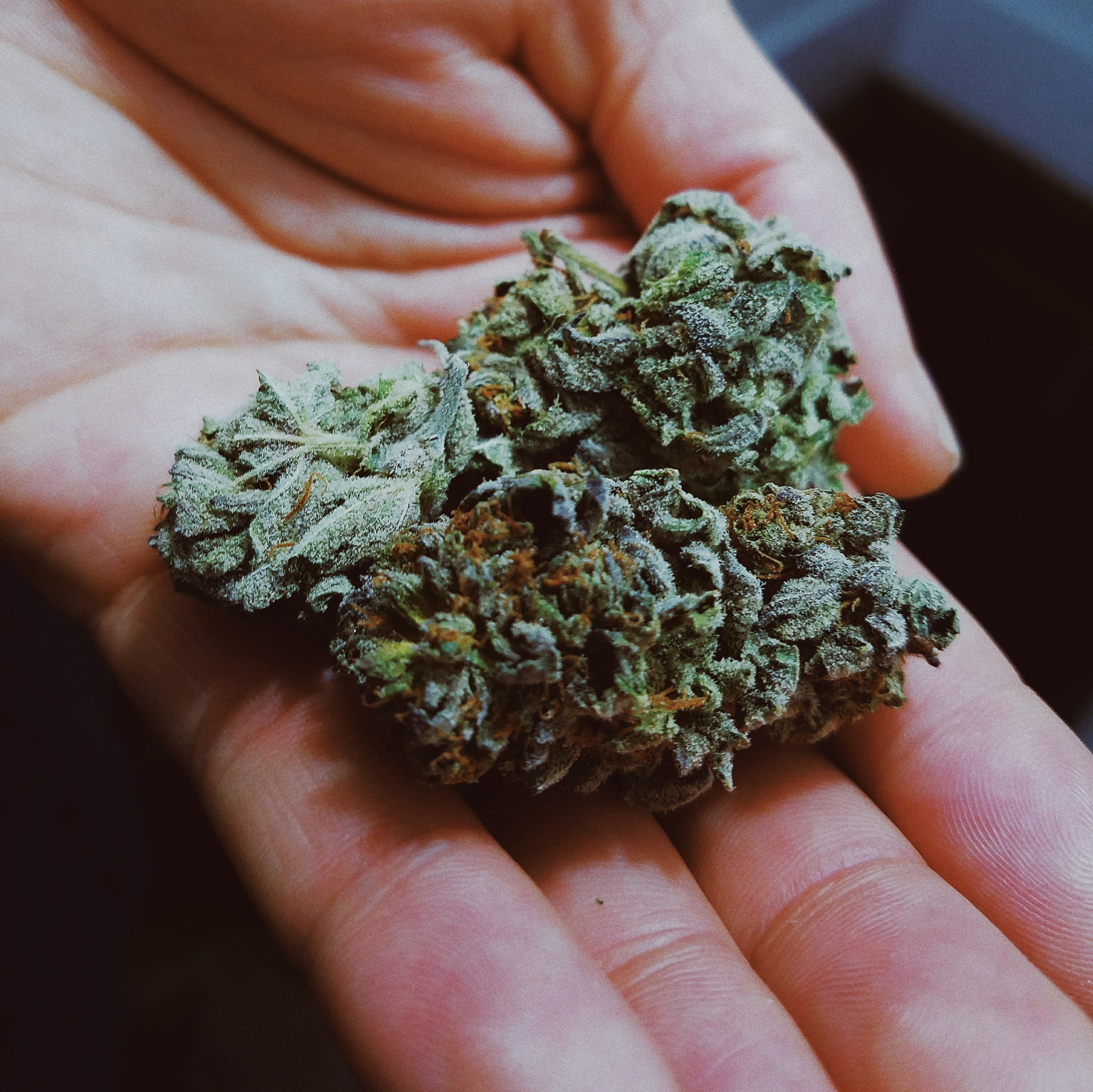 Les vétérans réclament plus de recherches sur le cannabis