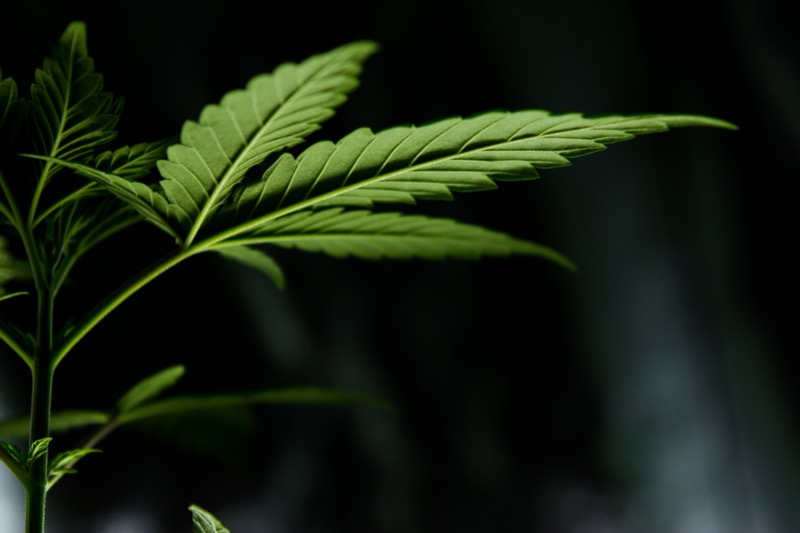 British Columbia: fewer and fewer people buying their cannabis on the illicit market