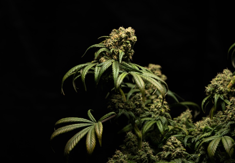 The cannabis industry faces a crisis
