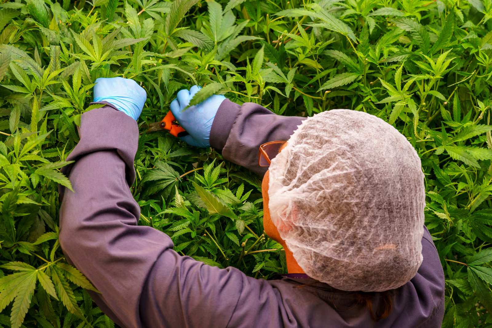 À l’approche des élections, voici les quatre priorités de l’industrie du cannabis