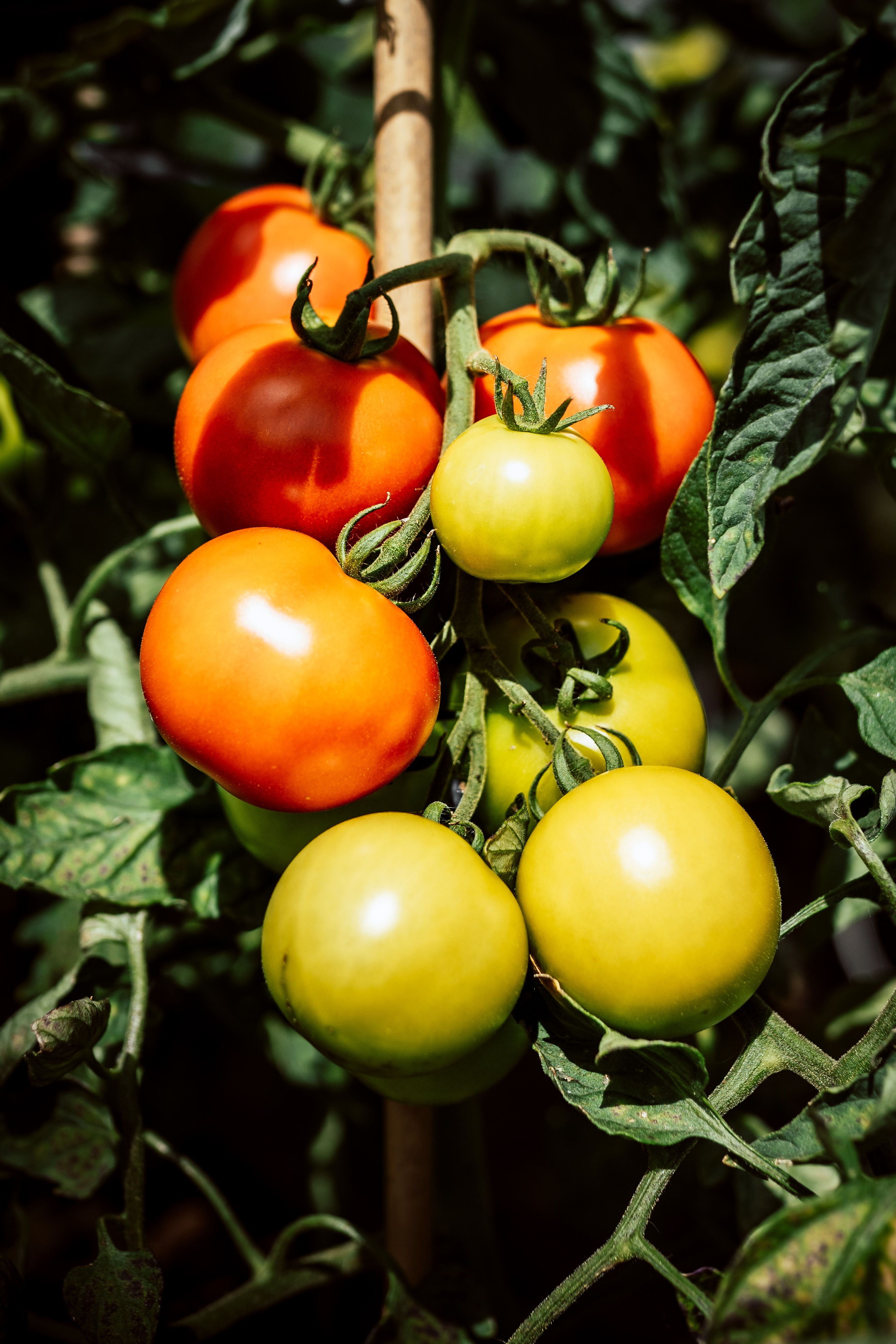 Le CBD permettrait de prolonger la durée de vie des fruits et légumes