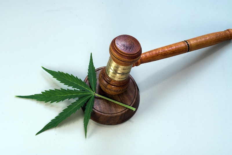 FRANCE - « La situation est intenable » : 31 sénateurs demandent la légalisation du cannabis