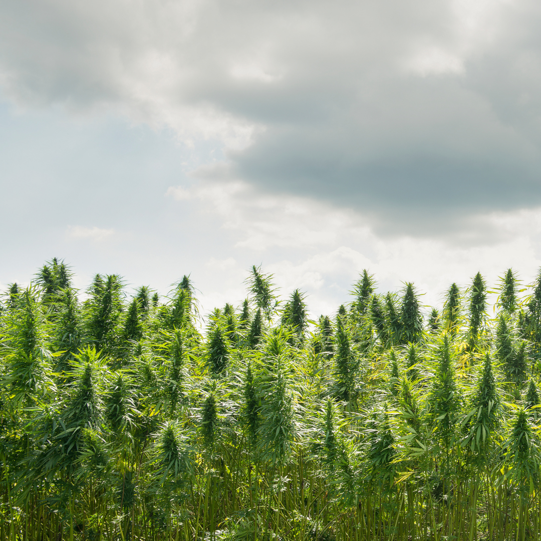 Weather impacting cannabis cultivation in France