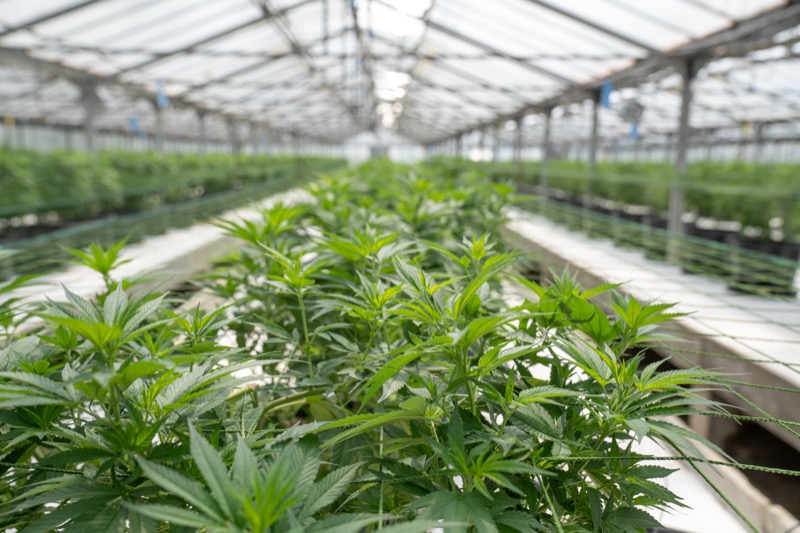 Cannabis is the sixth most profitable crop in the United States