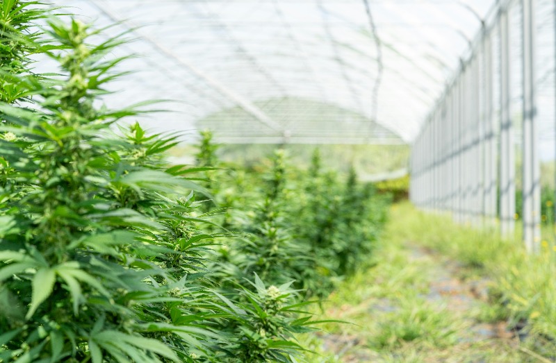Cannabis et diversification agricole