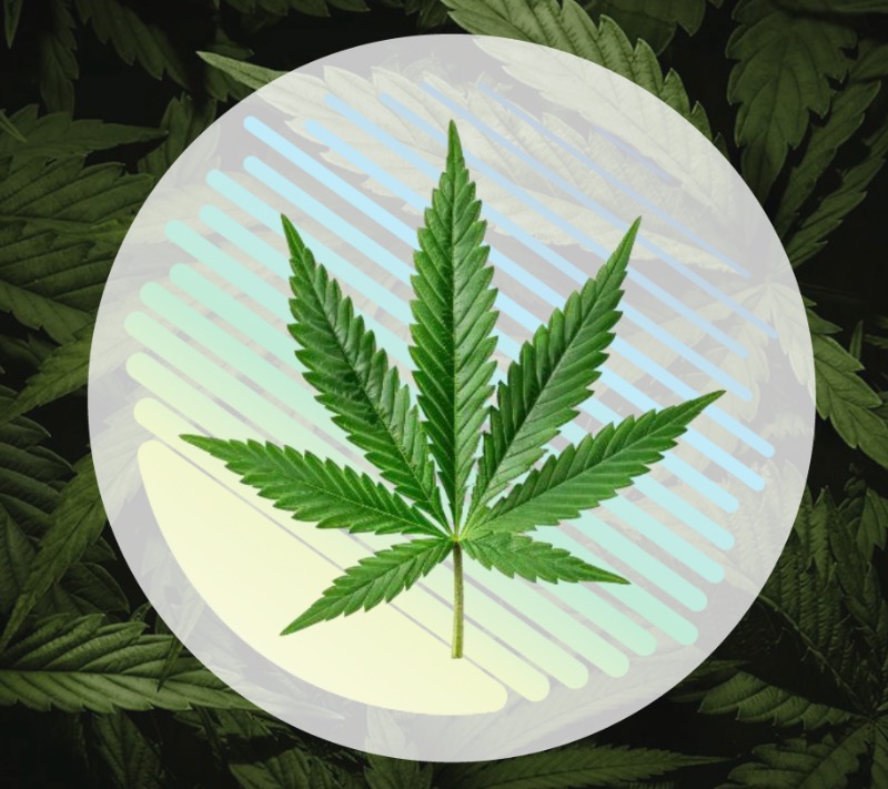 Impact of the Cannabis Excise Tax