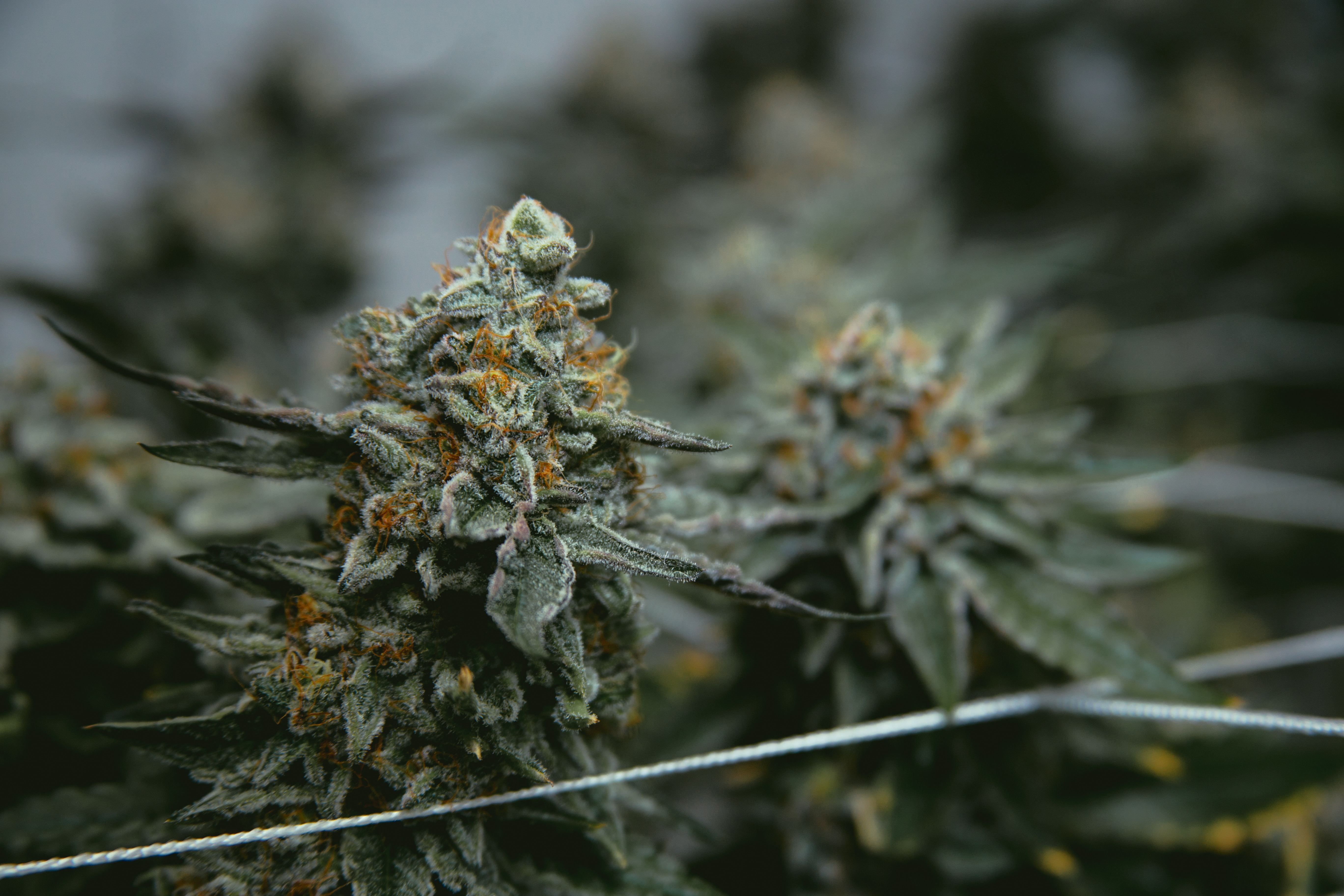 The city of Lévis is open to new cannabis businesses 