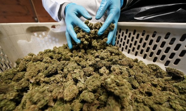 Les effets secondaires peuvent varier : L'impact involontaire de la marijuana médicale sur l'indemnisation des travailleurs