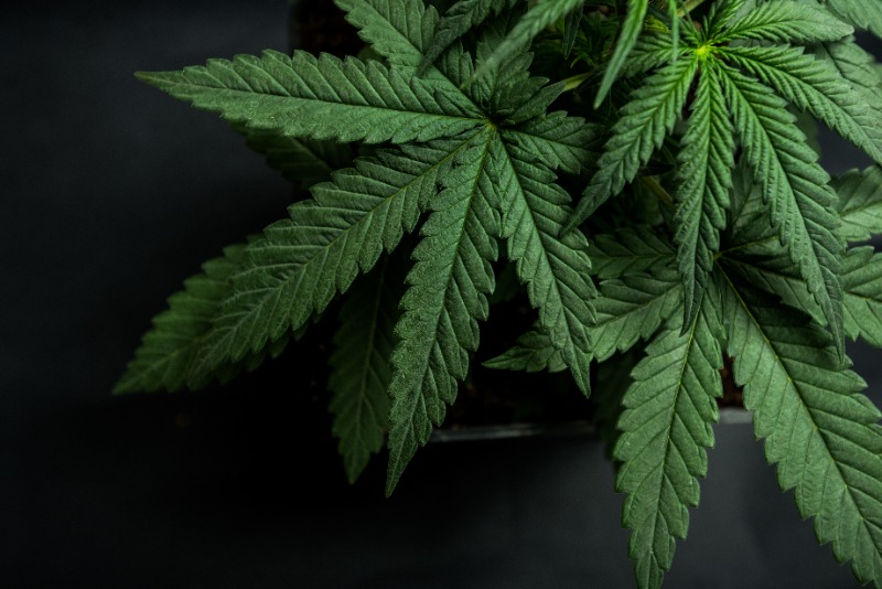 Ottawa va verser 200 millions $ par année en cannabis pour les anciens combattants