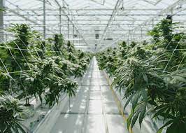 L’industrie du cannabis continue de faire face à des obstacles
