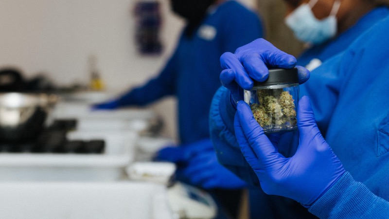 Cannabis légal : une industrie encore minée par le tabou