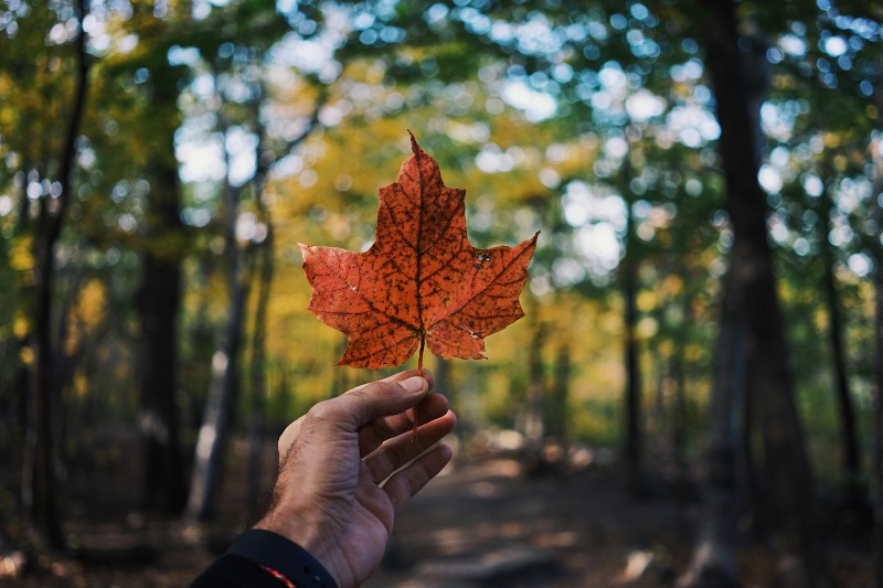 Le paysage canadien de la vente au détail