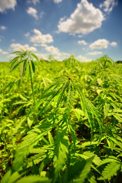 L’Ontario autorise la vente de cannabis chez le producteur