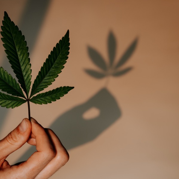 Canadian Cannabis Survey 2023