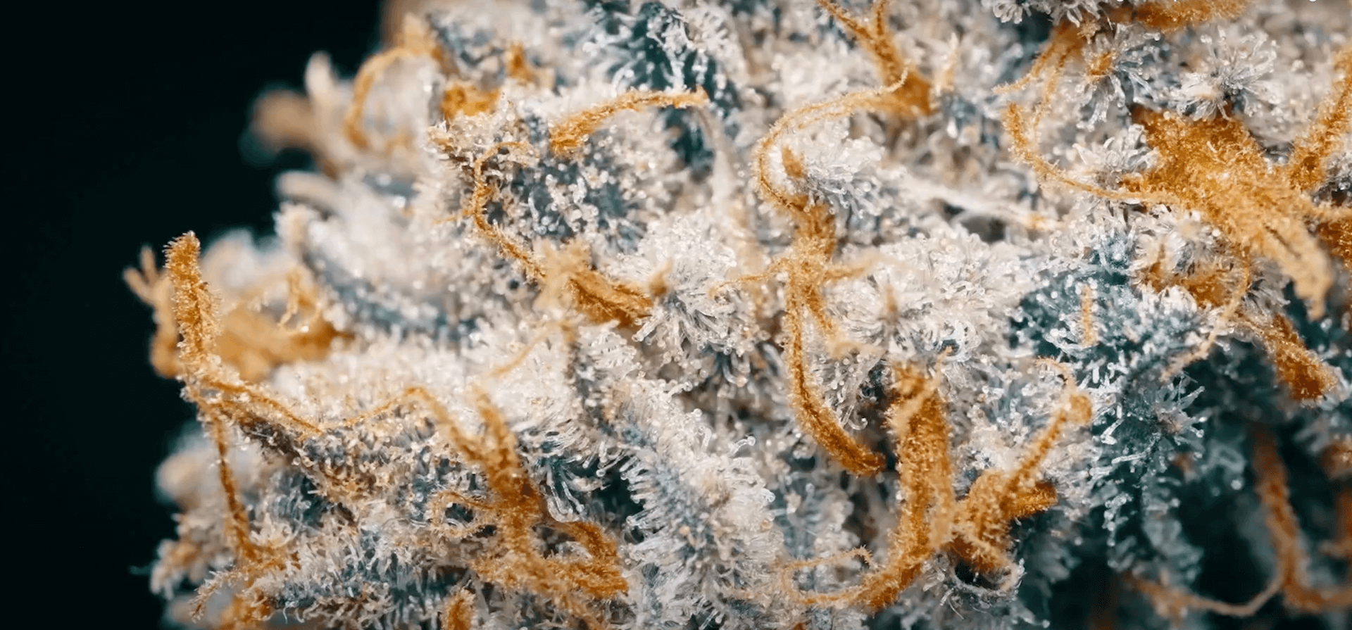 Association Québécoise de l'Industrie du Cannabis