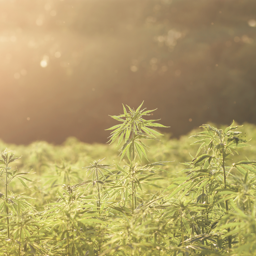 Association Québécoise de l'Industrie du Cannabis