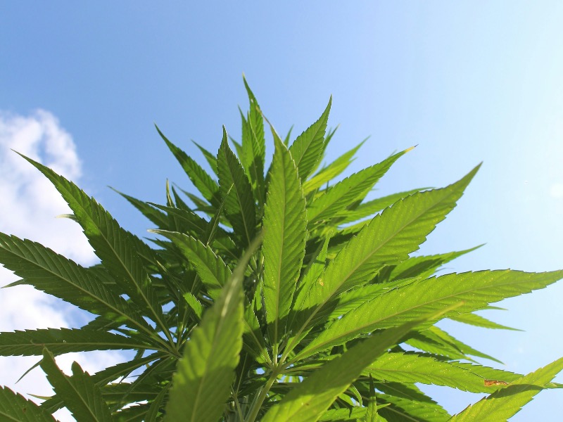 Association Québécoise de l'Industrie du Cannabis